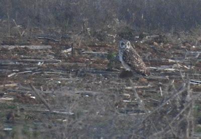 Villafáfila prismáticos