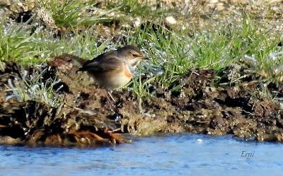 Villafáfila prismáticos