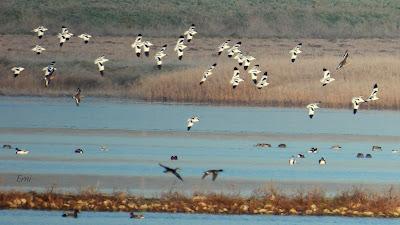 Villafáfila prismáticos