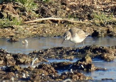 Villafáfila prismáticos