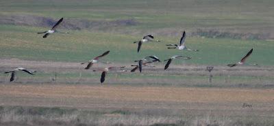 Villafáfila prismáticos