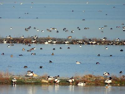 Villafáfila prismáticos