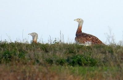 Villafáfila prismáticos