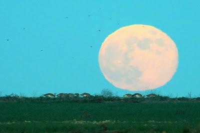 Villafáfila prismáticos