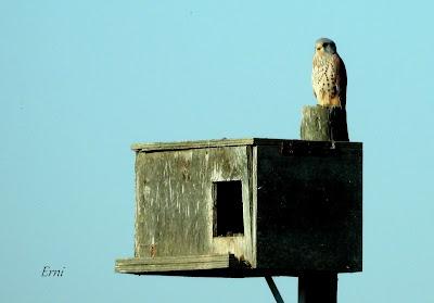 Villafáfila prismáticos