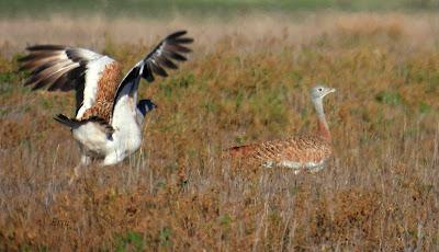 Villafáfila prismáticos