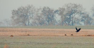 Villafáfila prismáticos