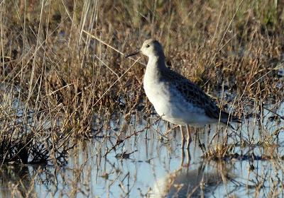 Villafáfila prismáticos