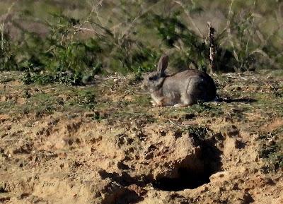 Villafáfila prismáticos