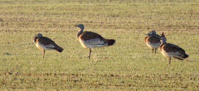 Villafáfila prismáticos