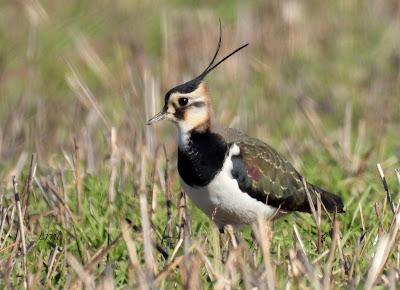 Villafáfila prismáticos