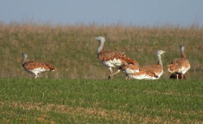Villafáfila prismáticos