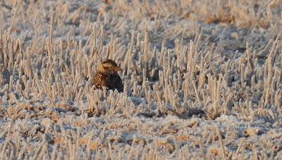 Villafáfila prismáticos