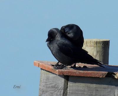 Villafáfila prismáticos
