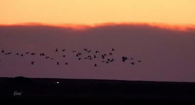 Villafáfila prismáticos