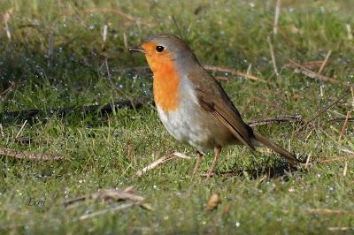 Villafáfila prismáticos