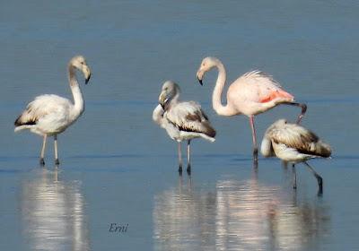 Villafáfila prismáticos