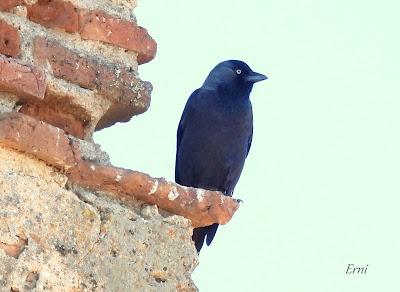 Villafáfila prismáticos