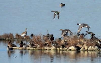 Villafáfila prismáticos