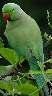 Aves tropicales en la nieve