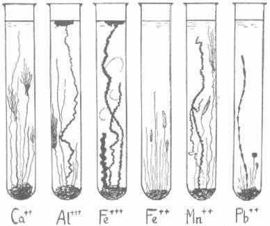 Cómo hacer un bosque cristalino creación de bosque cristalino