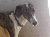 urgente, galga perdida.