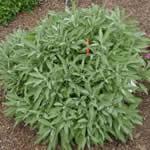 menta poleo plantas curativas