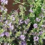 menta poleo plantas curativas