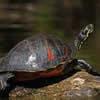 Trachemys callirostris - Tortugas