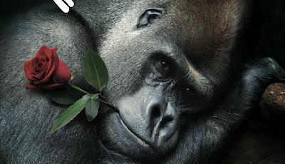 El tour del amor por el Zoo