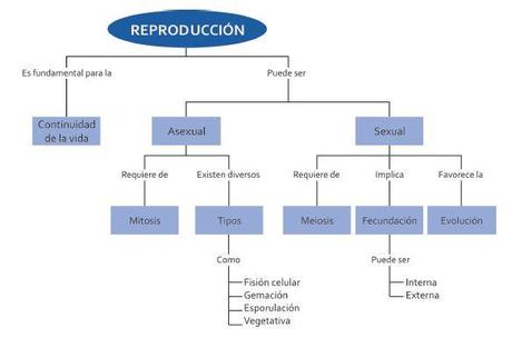 Reproducción I Reproducción I