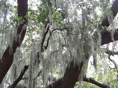 Savannah: Spanish Moss