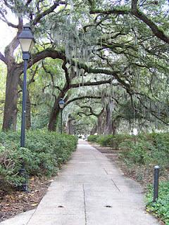 Savannah: Spanish Moss