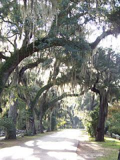 Savannah: Spanish Moss