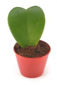 Día de San Valentín, Plantas y Frutas