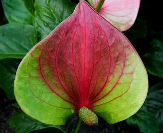 Día de San Valentín, Plantas y Frutas