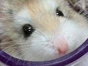 Vivir como hamsters (reflexión)