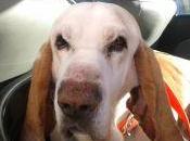 Sabueso años necesita acogida, hasta recupere