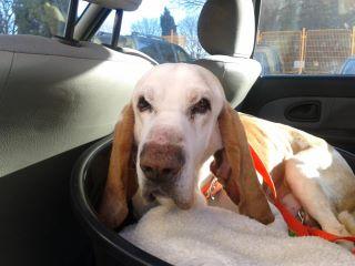 SABUESO DE 12 AÑOS NECESITA ACOGIDA, HASTA QUE SE RECUPERE