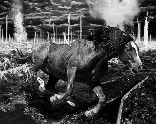 War Horse, la crítica