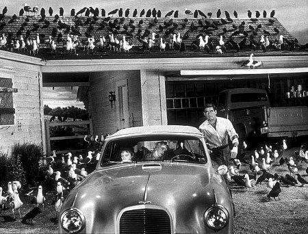 Los pájaros (The birds, 1963)