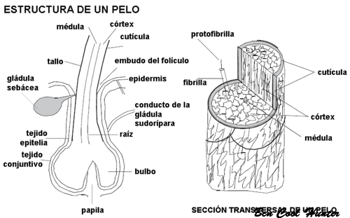 estructura-del-pelo