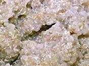 Hamburguesas quinoa: cereal andino múltiples beneficios