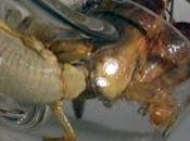 Asombroso: caracoles cristal para cangrejos