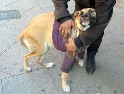 Este es un caso de compasión, se busca veterinario económico por la zona de Valencia.