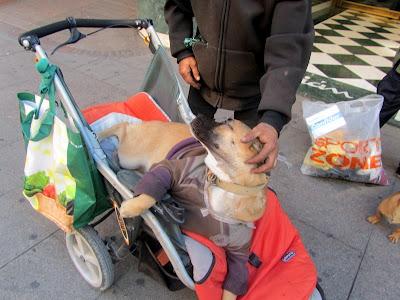 Este es un caso de compasión, se busca veterinario económico por la zona de Valencia.