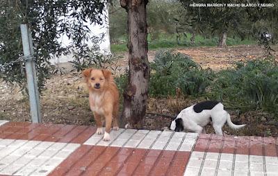 PAPA, MAMA Y CACHORRO PROBABLEMENTE MALTRATADOS. (CÓRDOBA)