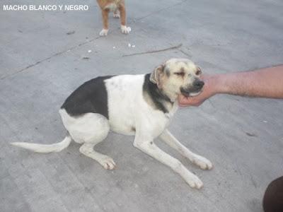 PAPA, MAMA Y CACHORRO PROBABLEMENTE MALTRATADOS. (CÓRDOBA)