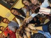 tribu