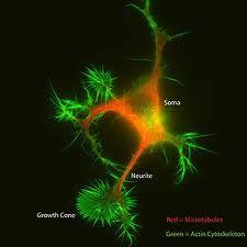 Inbiomed y Nanogune cultivarán neuronas